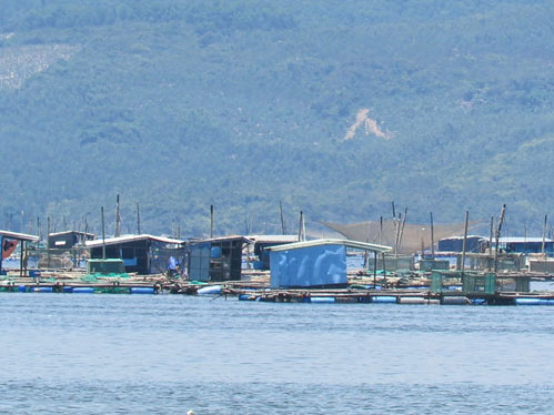 Vùng nuôi tôm hùm ô nhiễm nghiêm trọng