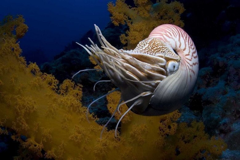 Ốc anh vũ (Nautilus pompilus) được giới khoa học coi là một “hóa thạch sống” trong thiên nhiên, vì chúng thay đổi rất ít so với tổ tiên cách đây 400-500 triệu năm, được biết đến thông qua các hóa thạch.