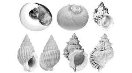 ốc biển