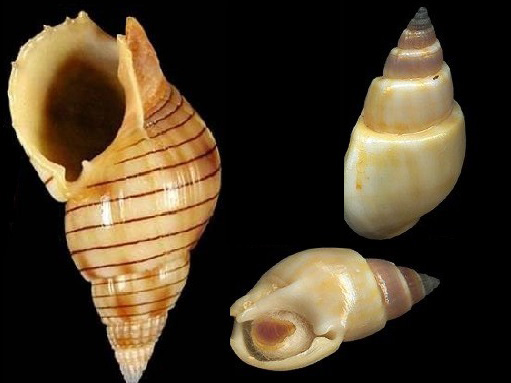 Cảnh báo nguy hiểm do ăn phải ốc lạ chứa chất cực độc