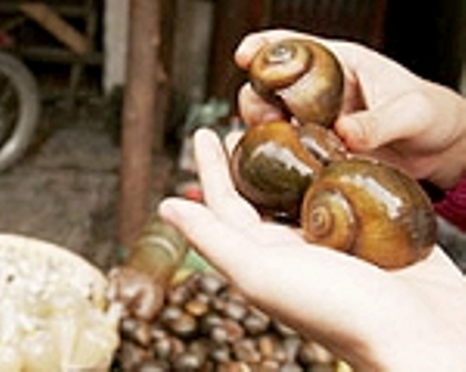 ốc bươu vàng
