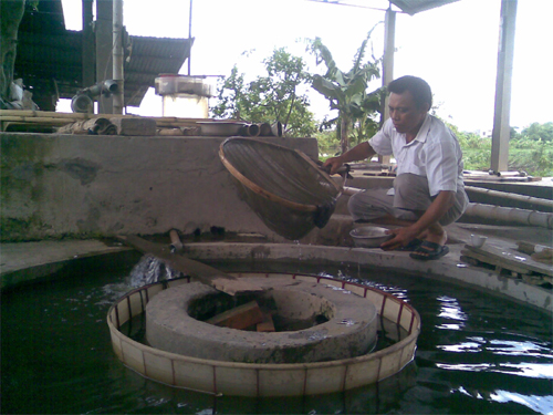 Ông Ngoạn