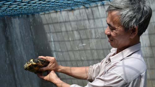 Ông Phạm Ngọc Hoàng trong “chuồng” nuôi rùa nước giữa nhà - Ảnh: Duy Thanh