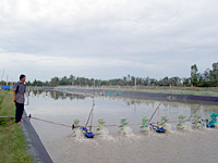 Bến Tre: Một mô hình nuôi tôm sú sạch bệnh thành công