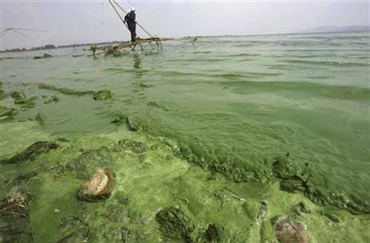 Hồ nước này tràn ngập loại tảo nở hoa gây ra bởi lượng phân bón chảy, tràn hóa chất và nước thải chưa qua xử lý.