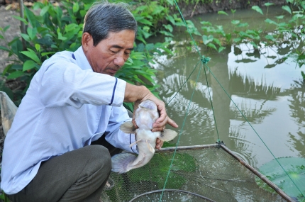 da canh