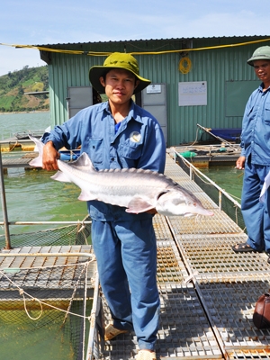 nuoi ca tam o viet nam