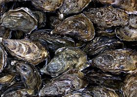 thủy sản Ailen, nhuyễn thể, giáp xác, nhập khẩu