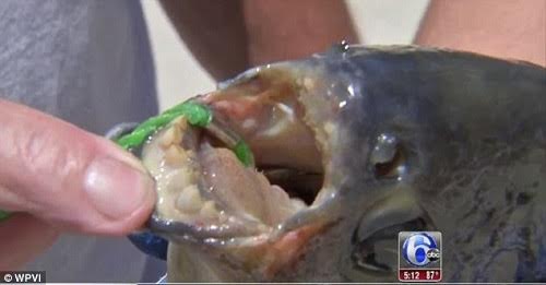 cá pacu