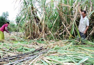 phá mía nuôi tôm