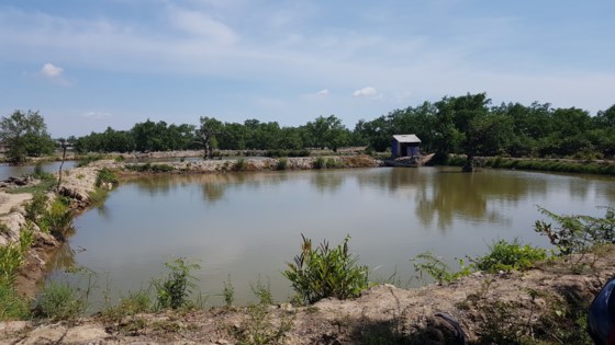 Tan hoang rừng ngập mặn bên sông Kiến Giang