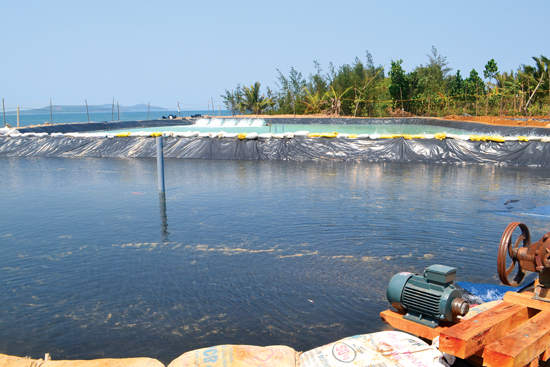 Phá rừng nuôi tôm