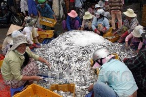 phân loại cá hố