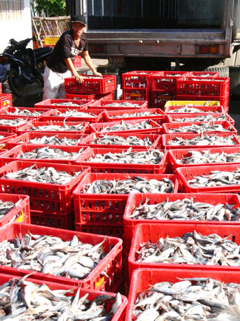 Phân loại cá ở Cảng cá Ba Tri. Ảnh: Hữu Hiệp