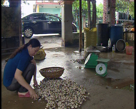 Chị Thơm đang kiểm tra, phân loại ngao trước khi xuất bán.