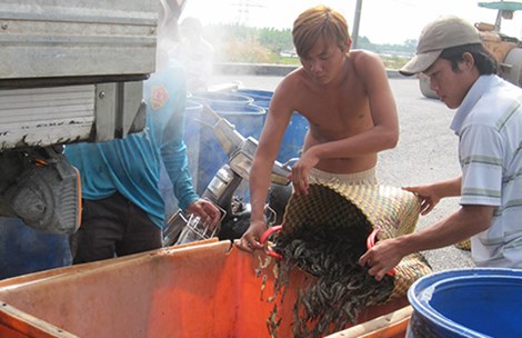 phân cở tôm