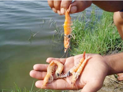 phát hiện tôm bệnh