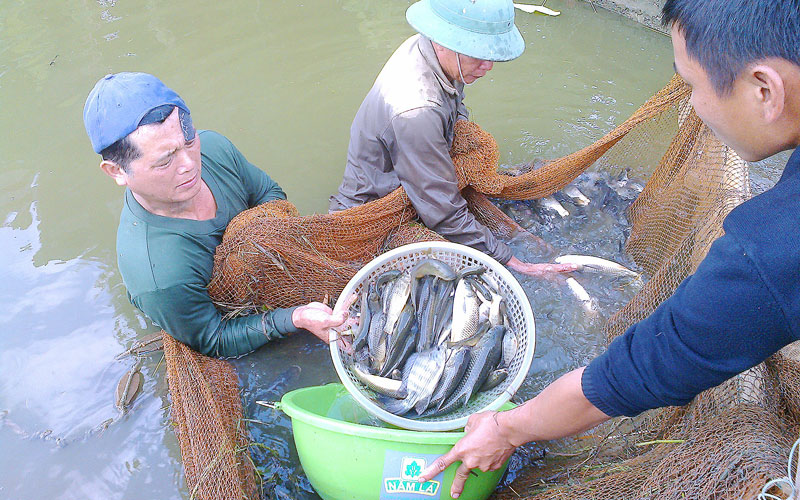 phát triển nuôi thủy sản