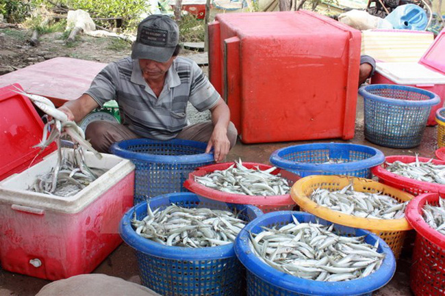 phiên biển