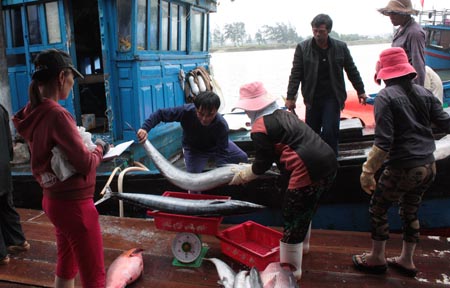 Cân cá cho các thương lái.