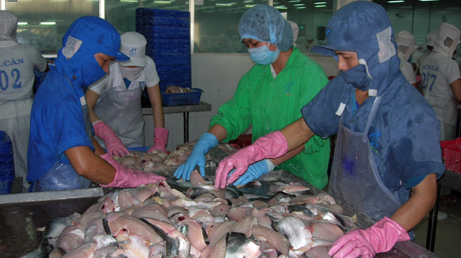 phi lê cá tra xuất khẩu