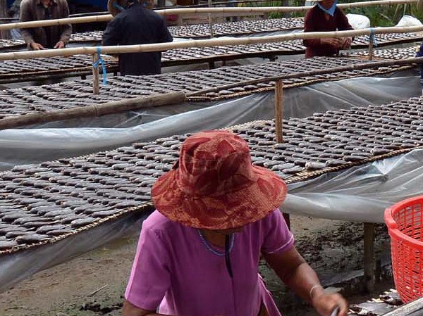 phơi cá khô