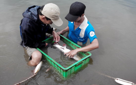 phòng bệnh cá giống