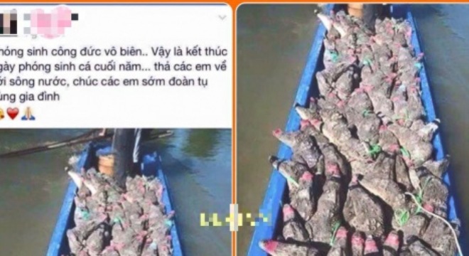 phóng sinh cá sấu