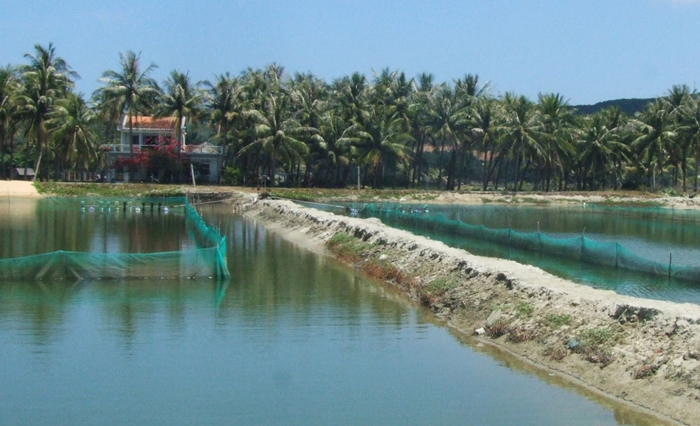 Nuôi tôm ở Phú Yên