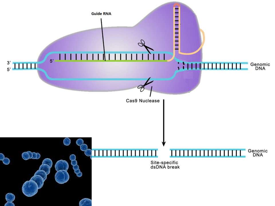 Tiềm năng Vaccine cho cá từ đột biến Streptococcus agalactiae