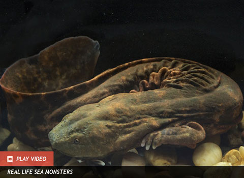 quái vật Lochness