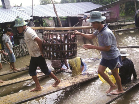 người nuôi cá tra