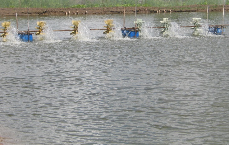 quản lý tôm nuôi