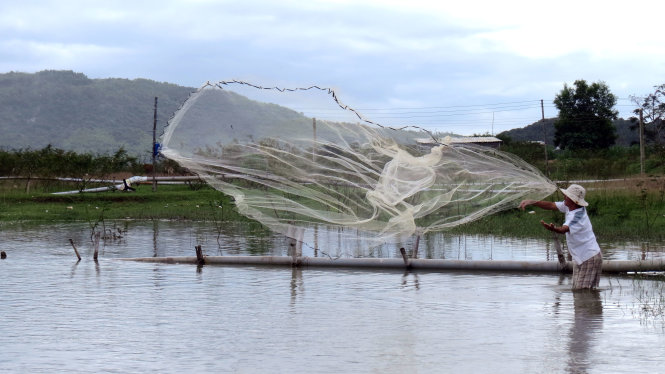 quang chai