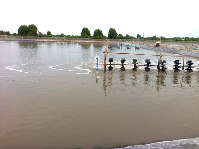 quy hoạch nuôi tôm