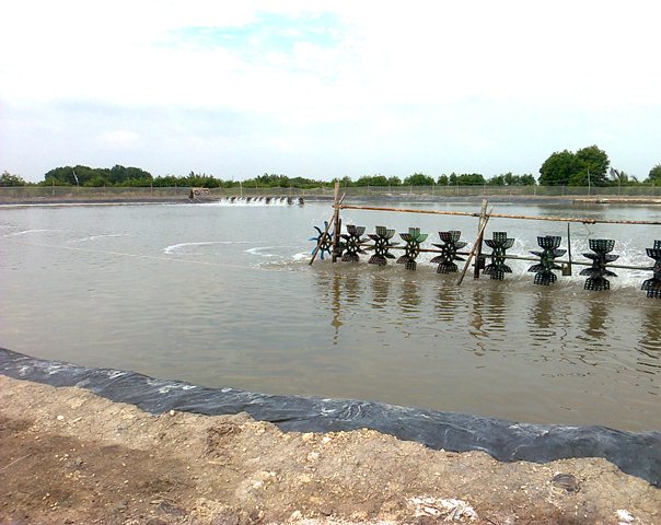 quy hoạch nuôi tôm