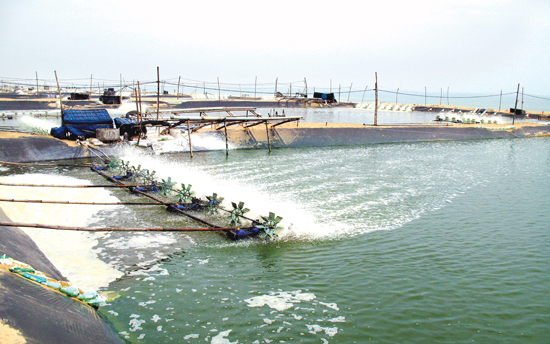 quy trình nuôi tôm