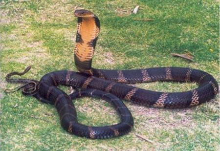 Hổ chúa - chúa tể của những loài rắn