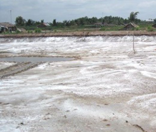 Rải chlorine trong ao tôm