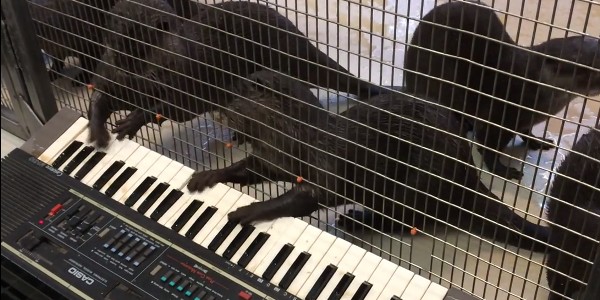 rái cá chơi đàn