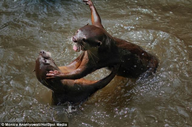 rái cá đánh nhau