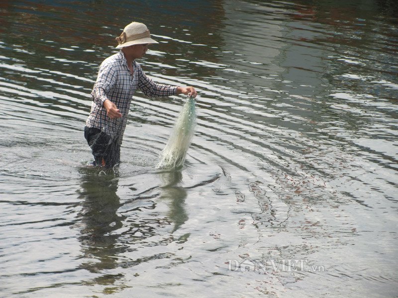 rải lưới bắt cá