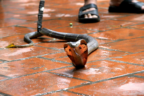 ran bo vao gam giuong