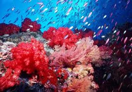 rạn san hô