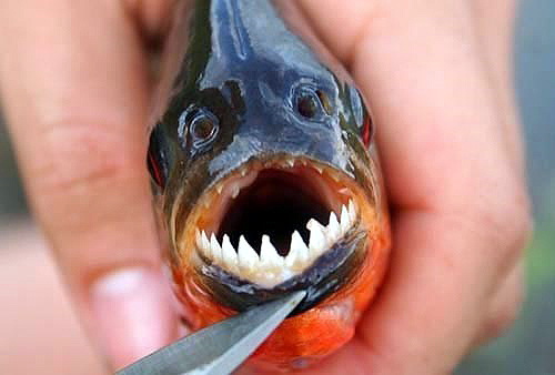 Răng cá Piranha