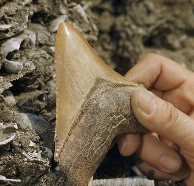 răng hóa thạch