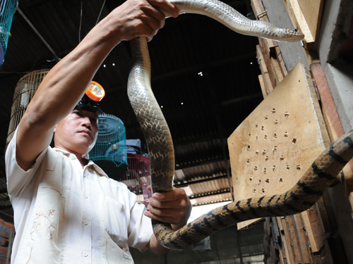 Anh La Minh Vũ đang chăm sóc con rắn nái đẻ.