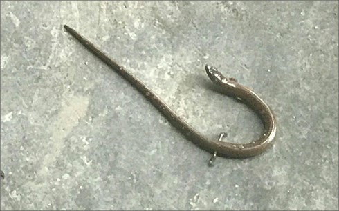 Phát hiện 'rắn lạ' có chân, nhỏ bằng đầu đũa