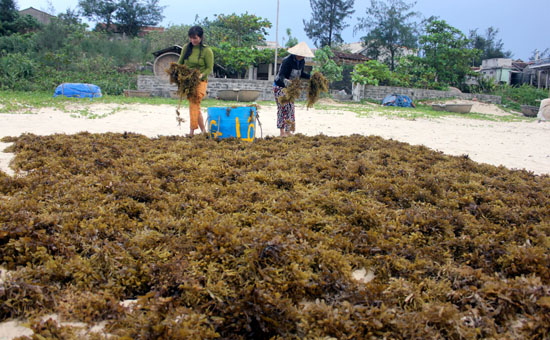 Nuôi trồng rong biển: Cần hướng đi phát triển bền vững