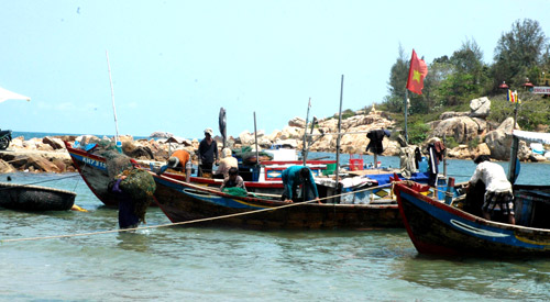khai thac rong mơ, sargassum